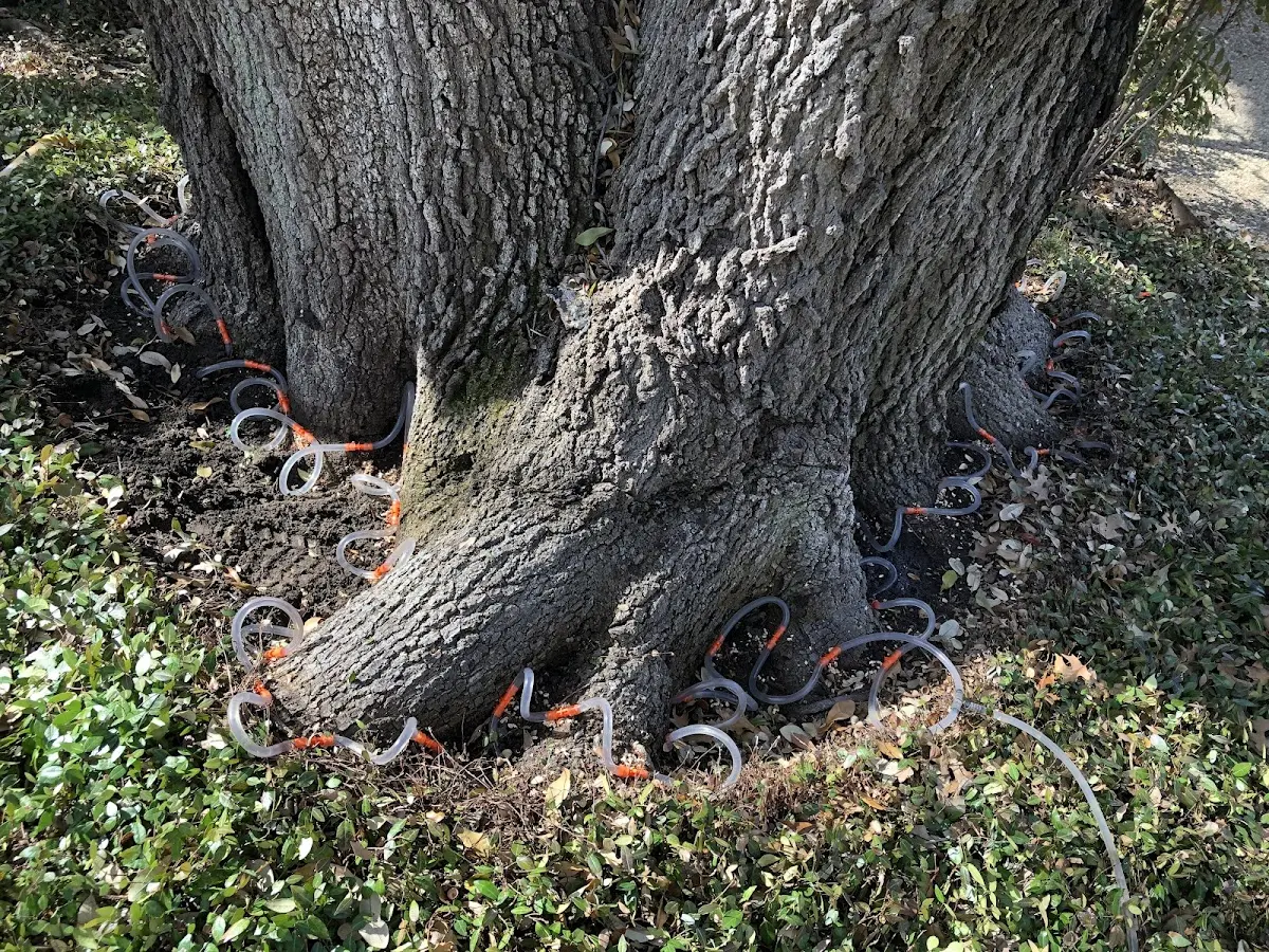 Detailed Tree Cabling and Bracing job site in Vado